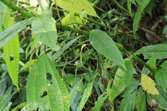 Ceropegia decaisneana